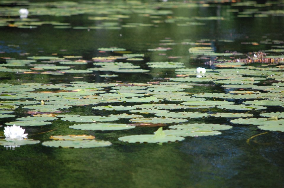 SUMMER (178)